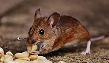 24 Hour & Emergency Exterminators in Tabor, NJ